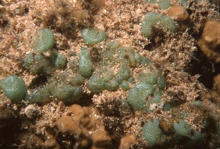 Image of Green Algae, Dictyosphaeria versluysii.